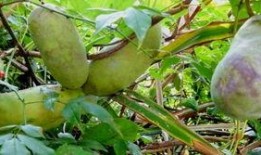 六枝八月瓜免费吃吗现在,“六枝八月瓜免费尝鲜活动来袭！”