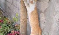 娱乐吃瓜酱橘猫,娱乐界的“喵星人”