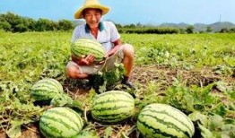 免费吃瓜渠道入口在哪,一网打尽各大免费吃瓜渠道入口