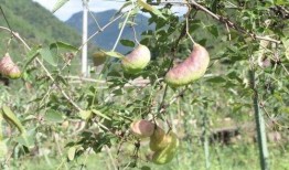 网红吃的八月瓜,八月瓜美食探秘