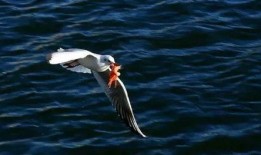 天津海鸥爆料视频曝光事件