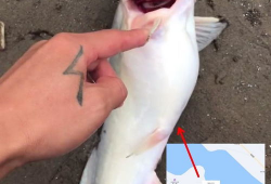 钓鱼人卷毛 爆料视频,独家爆料钓鱼技巧与心得