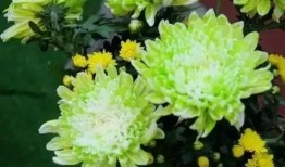 秋菊视频在线观看,沉浸式体验，感受秋日风情