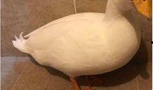 爆料鸭子吃药视频播放,网络热传鸭子吃药视频背后的真相