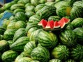 善堂网红吃瓜视频,善堂网红视频背后的故事