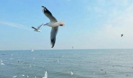 天津海鸥爆料视频曝光事件