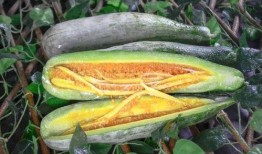 网红的吃瓜视频都在哪里,热门平台大揭秘