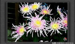 秋菊视频在线观看,沉浸式体验，感受秋日风情