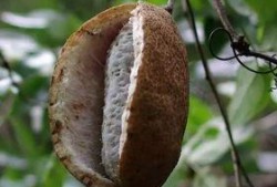 六枝八月瓜免费吃吗现在,“六枝八月瓜免费尝鲜活动来袭！”