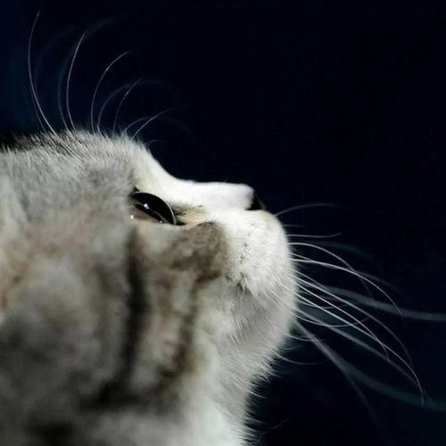 娱乐吃瓜君猫,揭秘娱乐圈那些不为人知的幕后故事